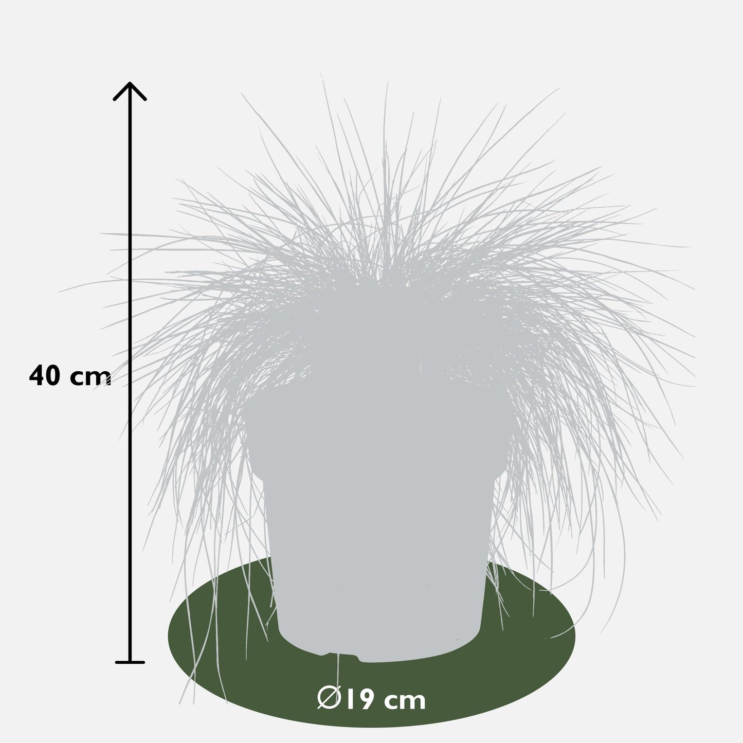 Festuca glauca Azura Blue - Ø19 - ↨40cm
