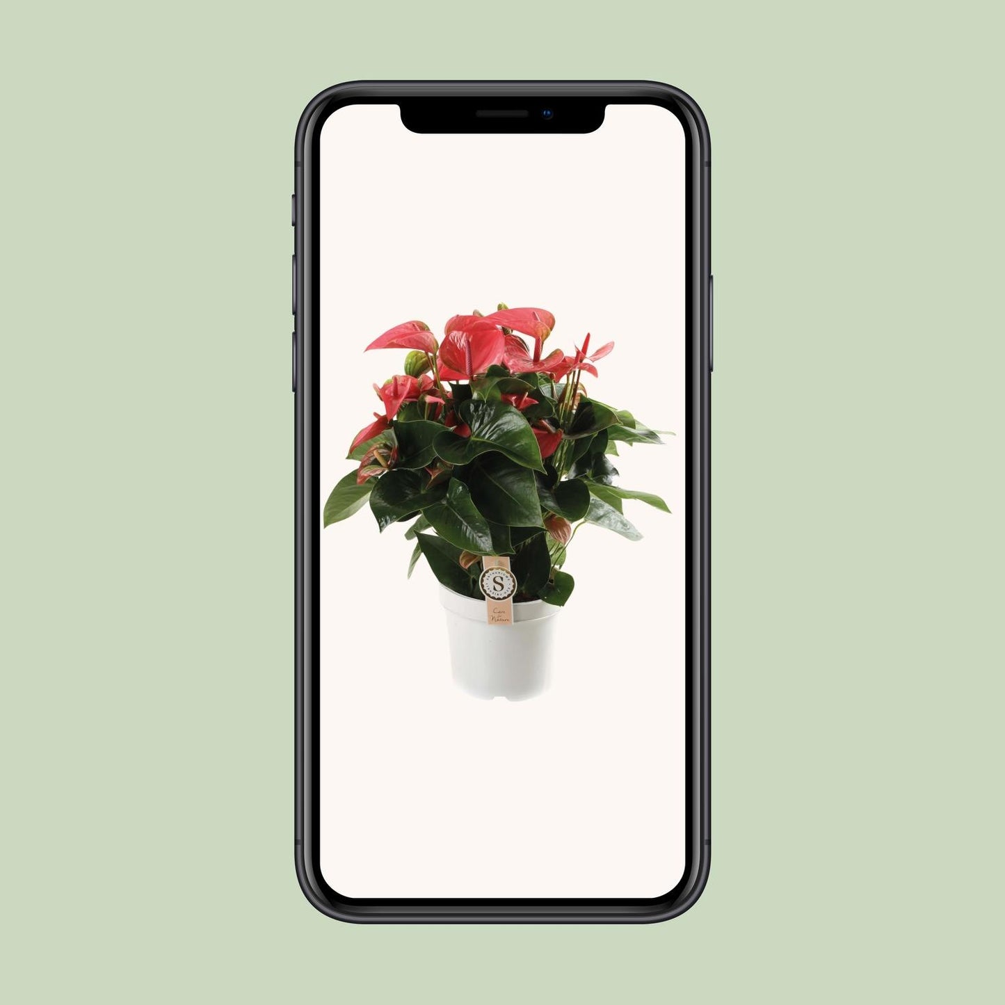 Anthurium Pink Champion - Ø21cm - ↕65cm