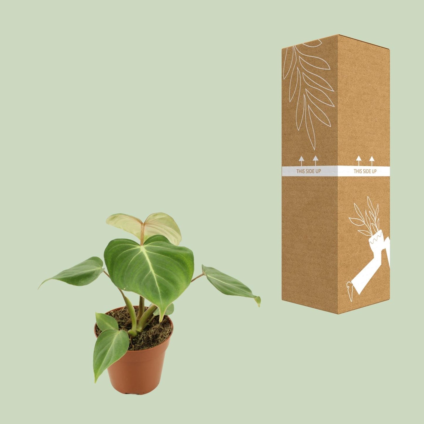 Philodendron Gloriosum - Ø12cm - ↕30cm