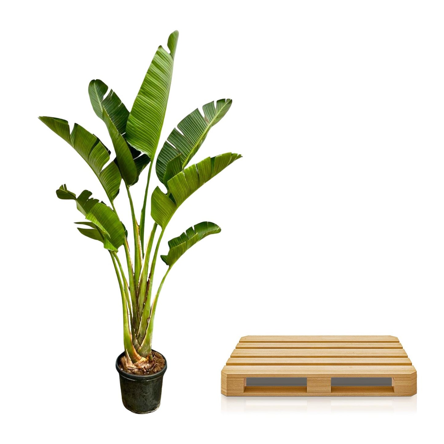 Weiße Paradiesvogelblume 250 cm – Strelitzia Augusta