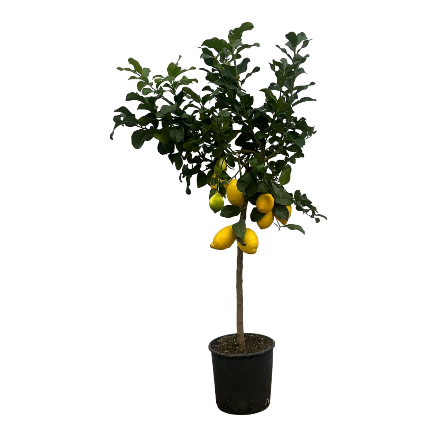 Zitronenbaum 150 cm – Citrus limon mit Zitrusduft