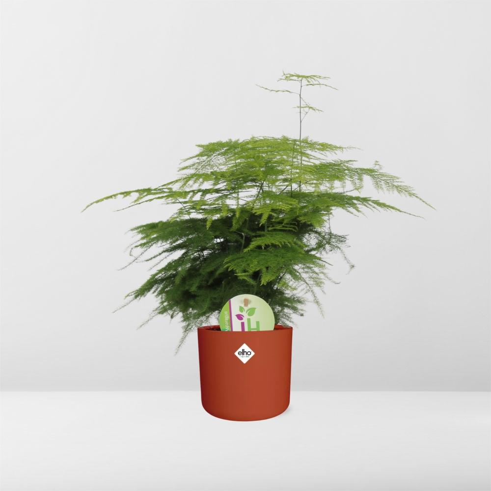 Asparagus ‘Plumosus’ in ELHO b.for soft rond 14cm brique