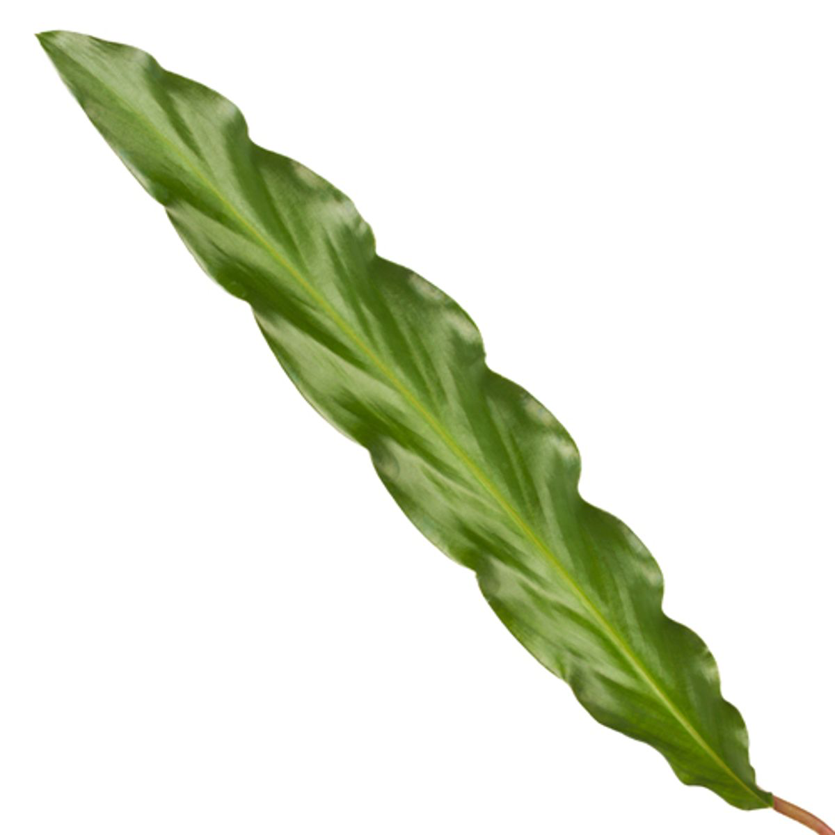 Korbmarante 'Elgergrass' – Elegante Zimmerpflanze 35 cm