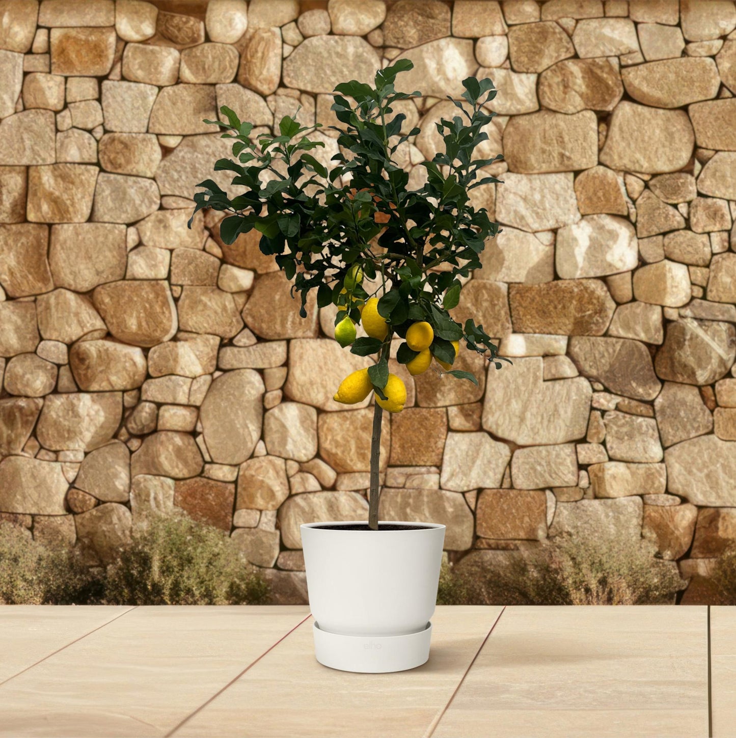 Zitronenbaum 150 cm – Citrus limon mit Zitrusduft