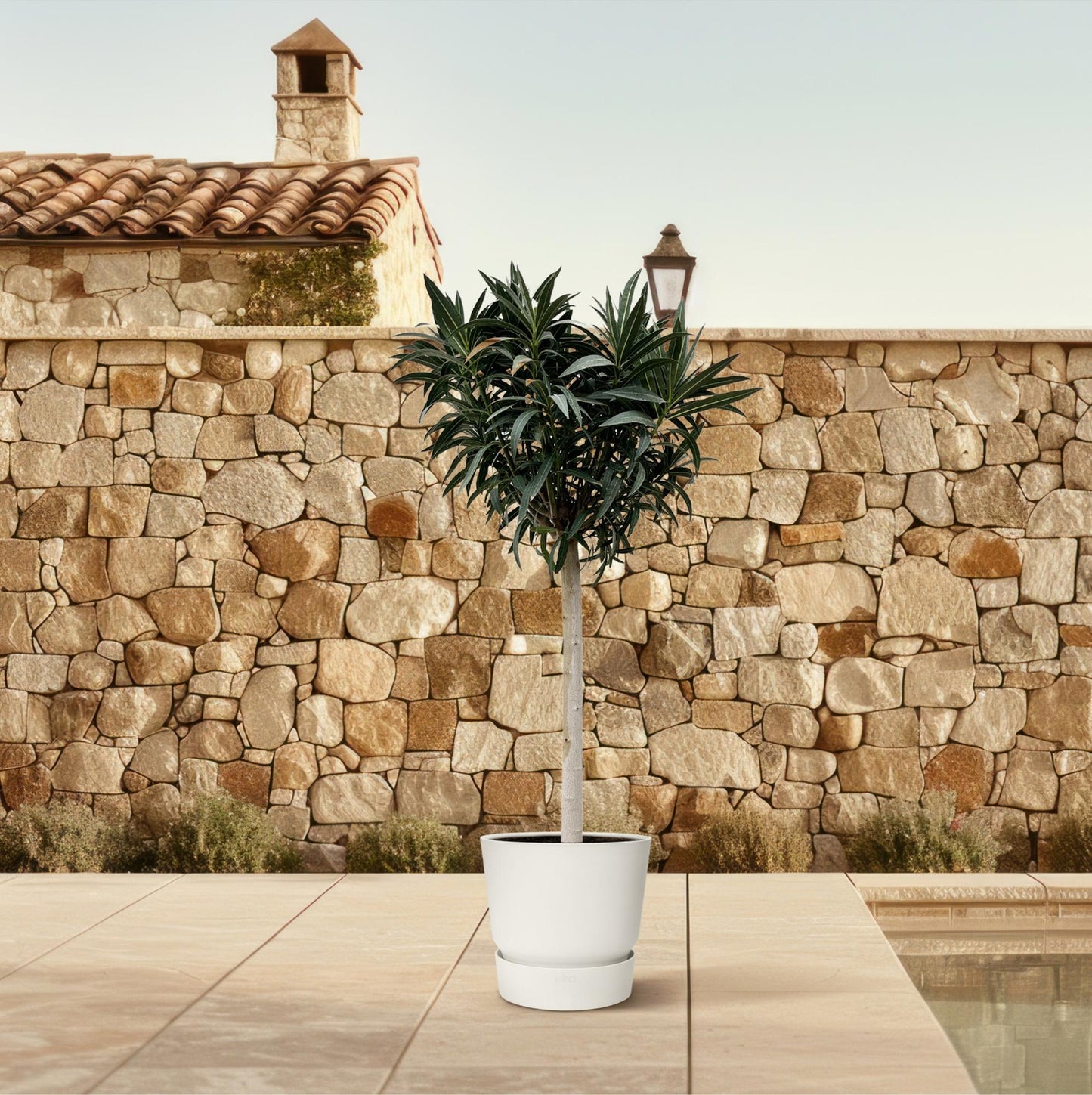Oleander am Stamm Rosa – 200 cm Mediterrane Kübelpflanze