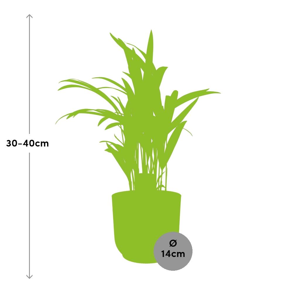 Dypsis Lutescens (Areca) 12cm in ELHO Vibes Fold 14cm geel