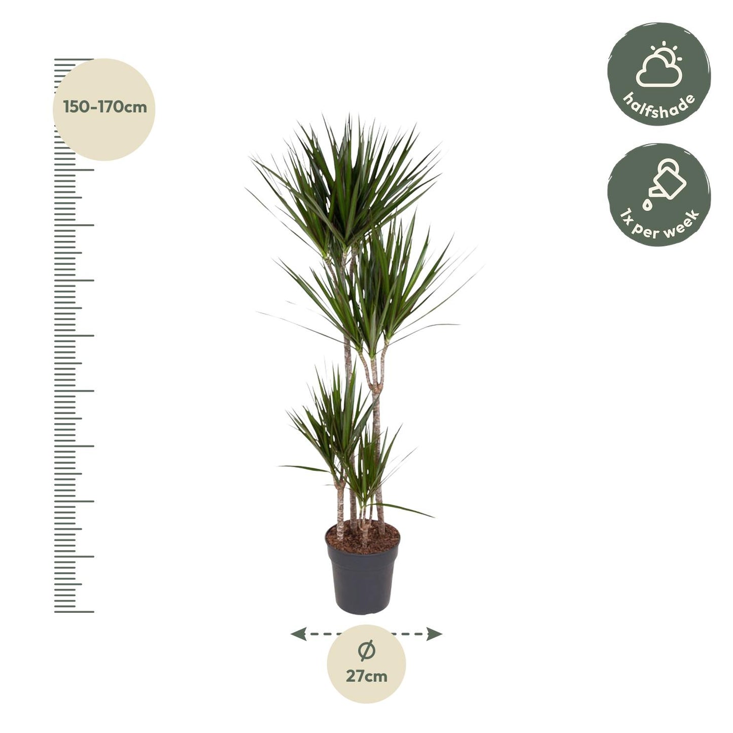 Drachenbaum Marginata 180 cm – Stilvoll & Pflegeleicht