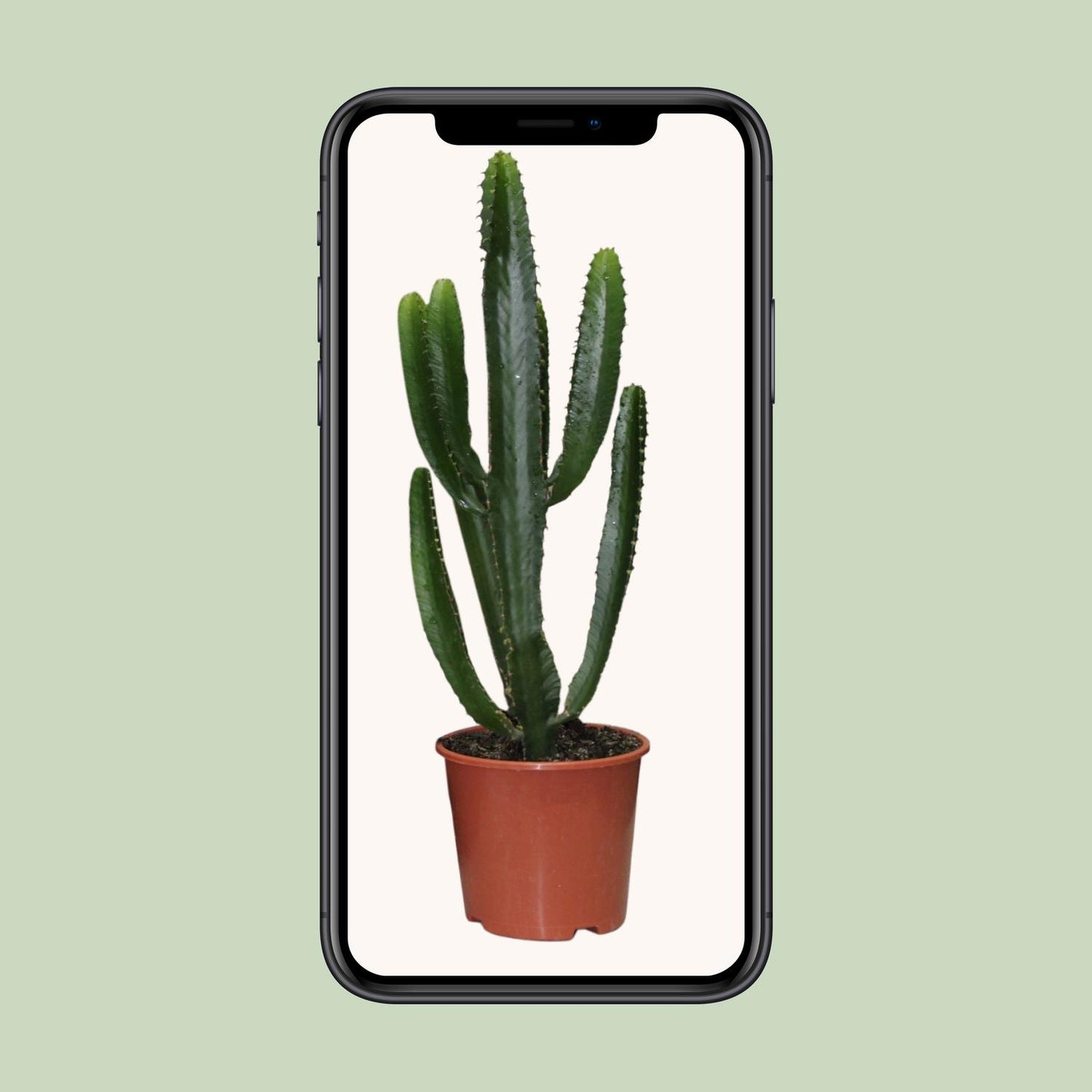 Euphorbia Triangularis - Ø17cm - ↕50cm