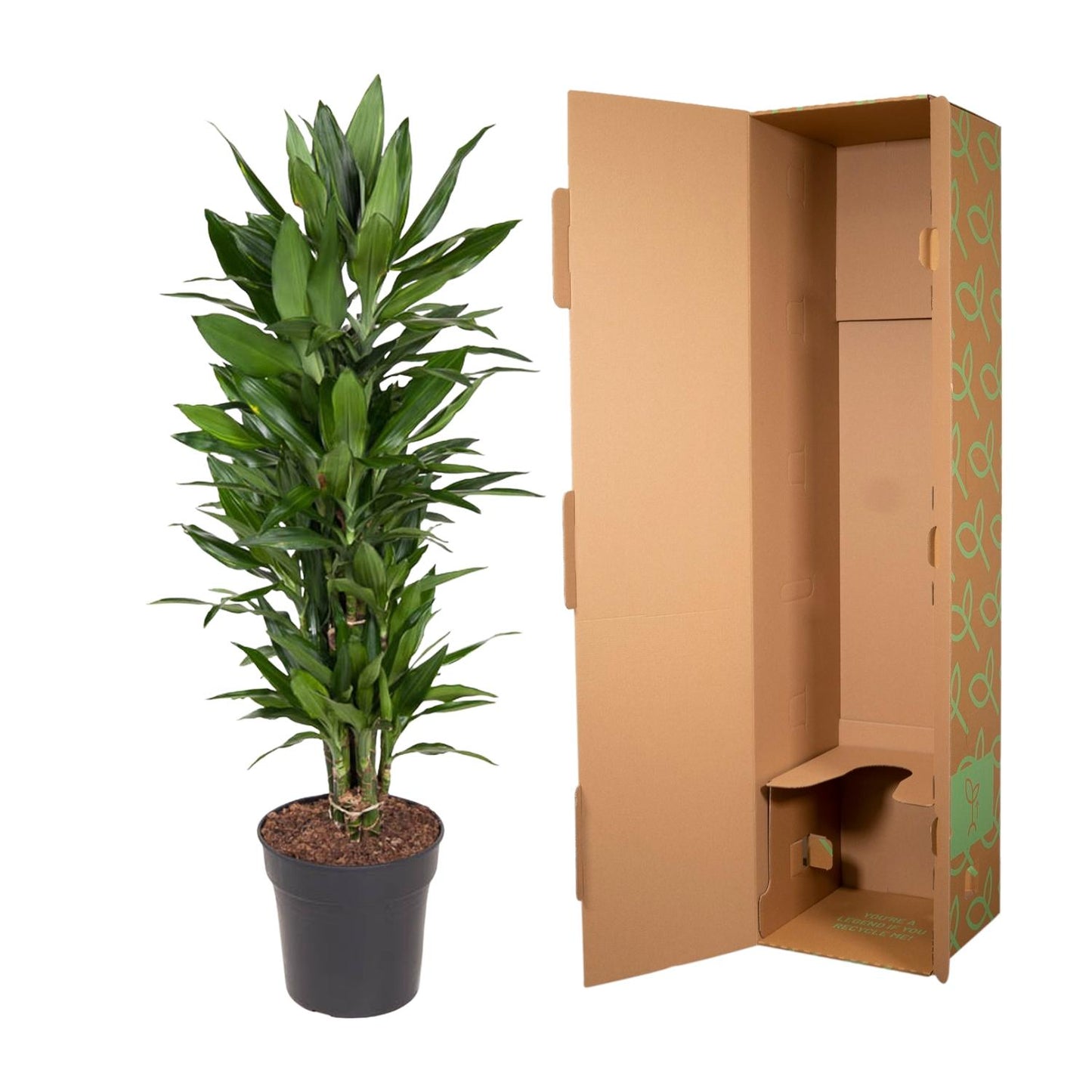 Drachenbaum Janet Lind – Stilvolle, pflegeleichte Zimmerpflanze 110 cm