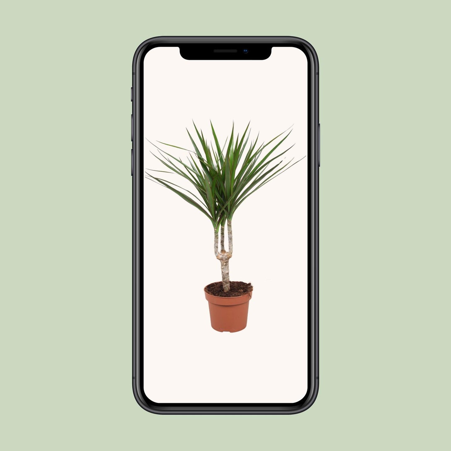 Dracaena Marginata - Ø12cm - ↕50cm
