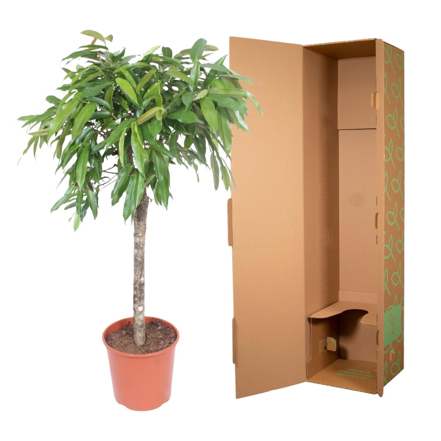 Ficus Amstel König – 130 cm Zimmerpflanze mit geflochtenem Stamm