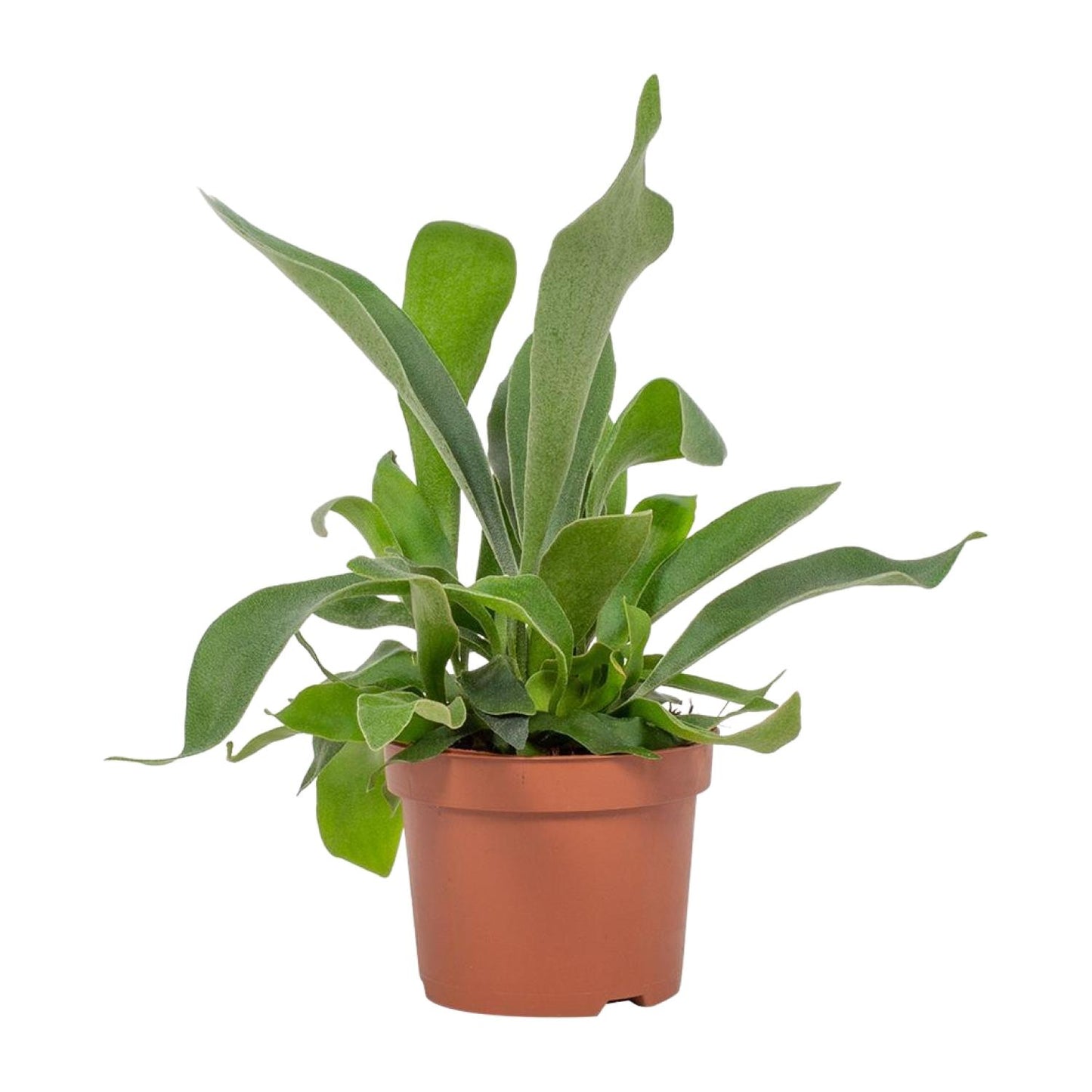 Platycerium Netherlands 12cm - Ø12cm - ↕23cm