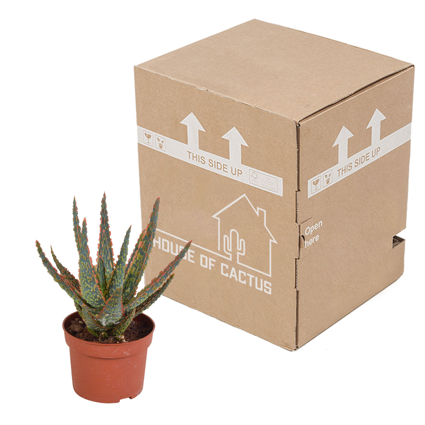 Aloe Zebrina 'Dannyz' – Stilvolle pflegeleichte Sukkulente