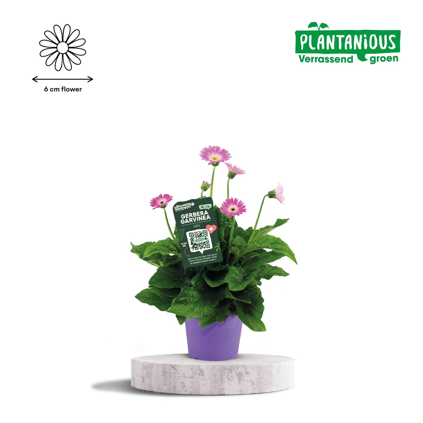 Garvinea Gerbera Paars - Ø19cm - ↕50cm