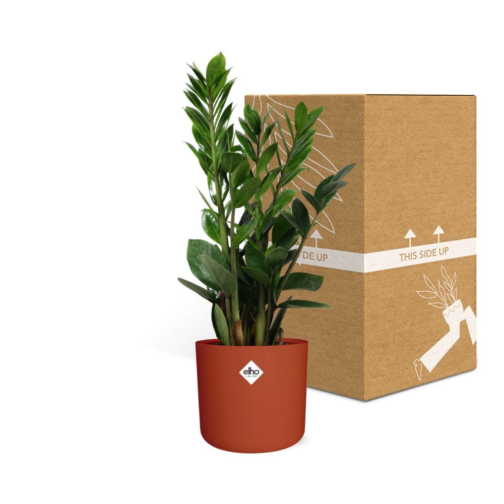 Zamioculcas – Hoogte 45-50 in ELHO b.for soft rond 14cm brique