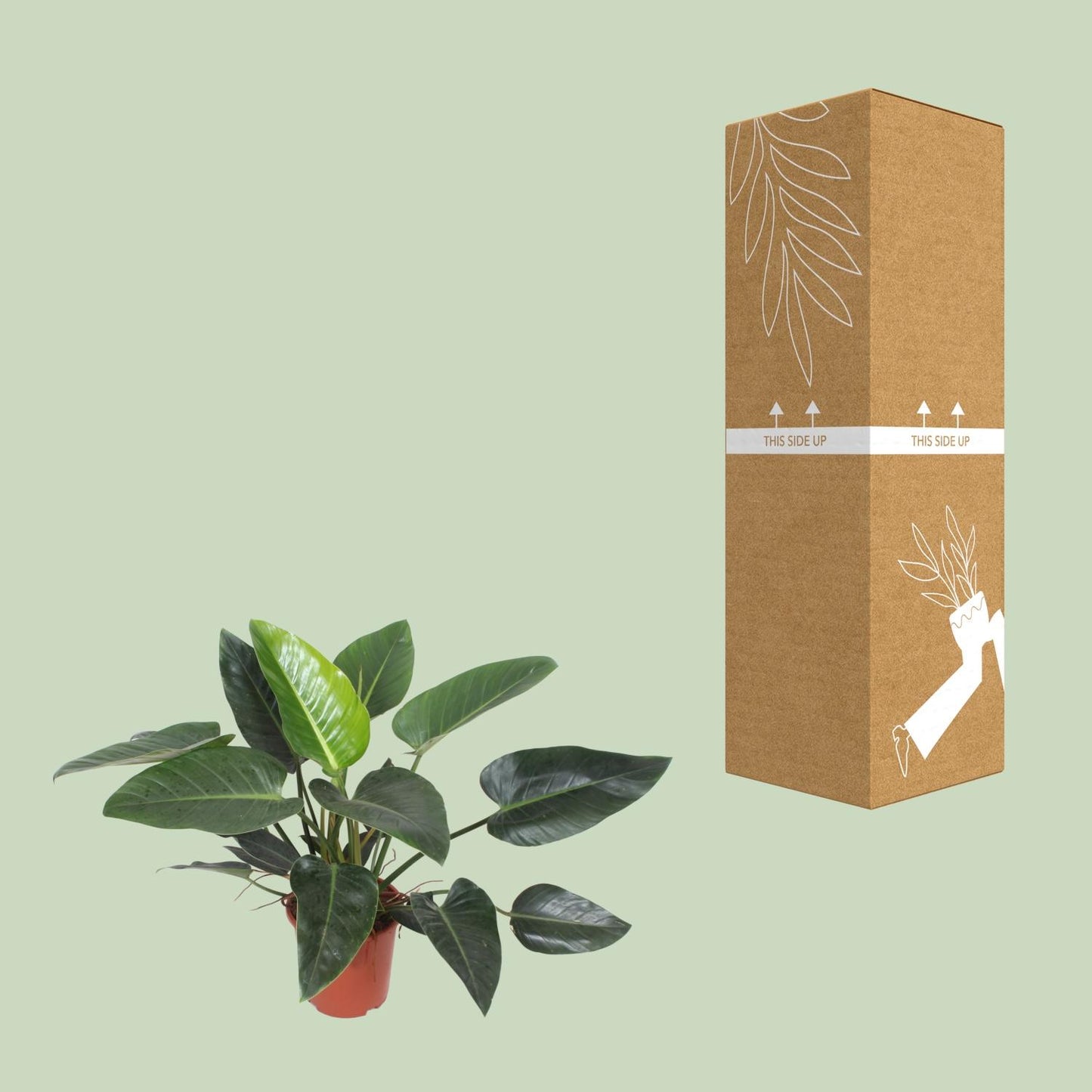 Philodendron Congo Green - Ø27cm - ↕90cm