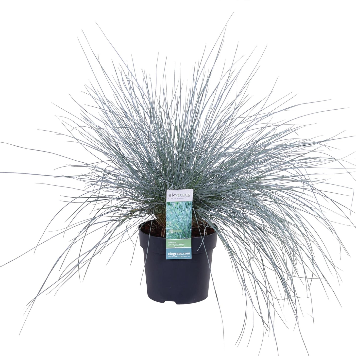Festuca glauca Azura Blue - Ø14 - ↨30cm