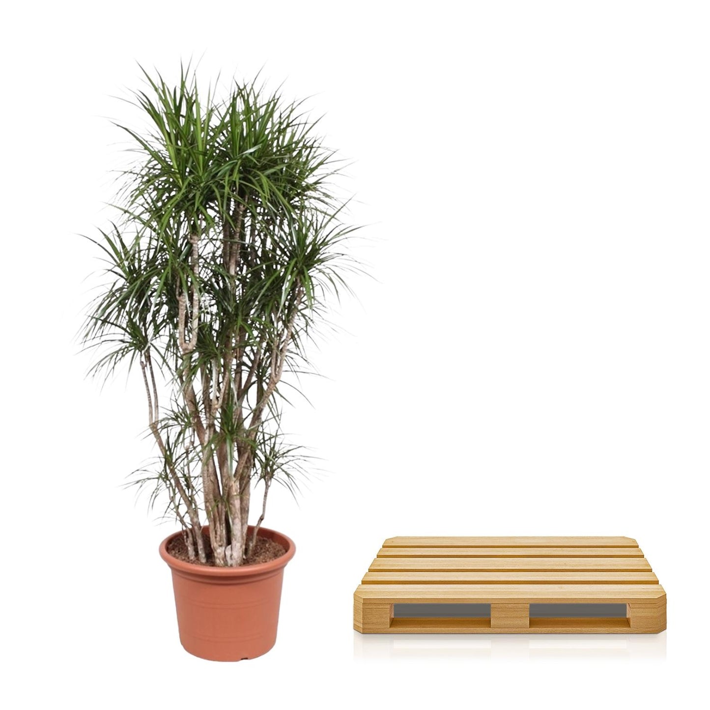 Drachenbaum Marginata 220 cm – Exotische Zimmerpflanze