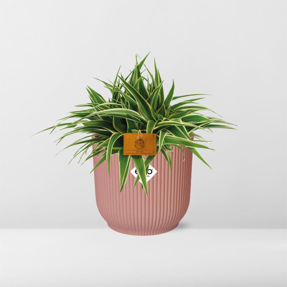 Chlorophytum Ocean 15cm in ELHO Vibes Fold 16cm round delicate pink