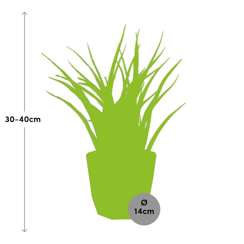 Sansevieria Fernwood Punk in 14cm b.for rock living black