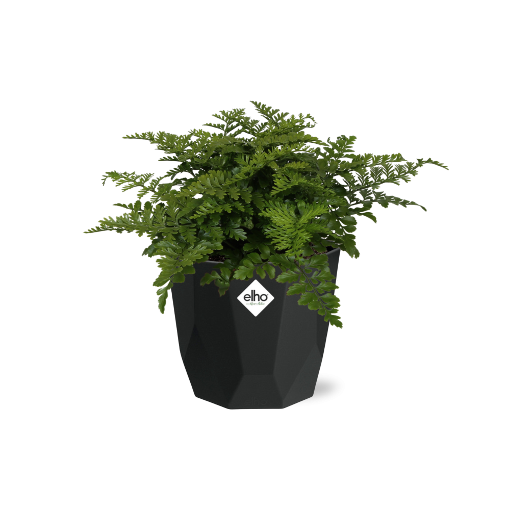 Asplenium Parvati in 14cm b.for rock living black