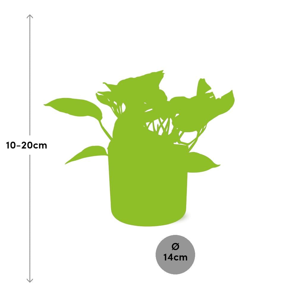 Scindapsus (Epipremnum) Marble Queen in ELHO b.for soft rond 14cm brique