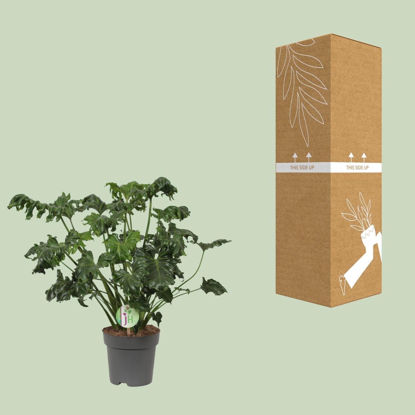 Philodendron Atlantis - Ø17cm - ↕50cm