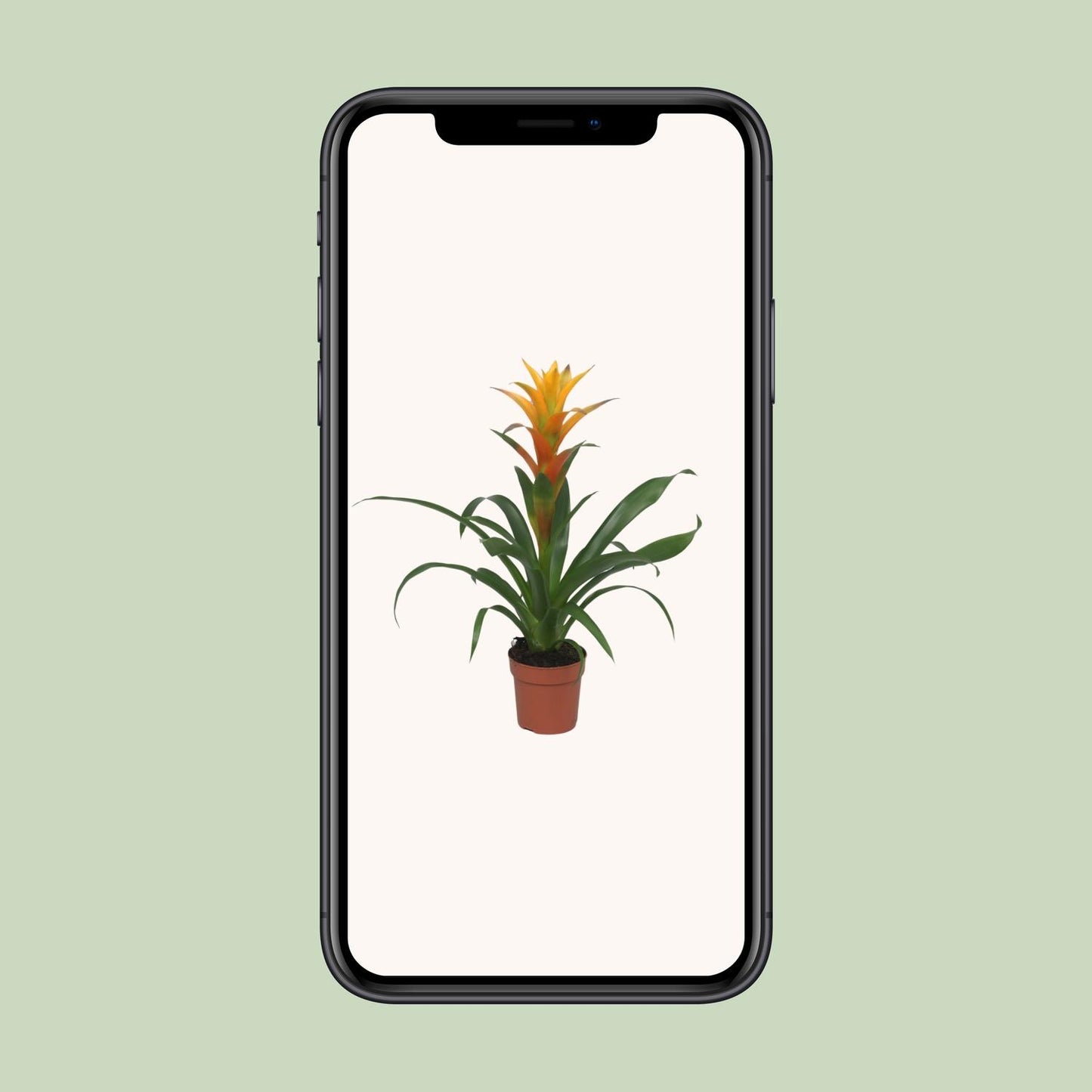Guzmania Solara - Ø12cm - ↕50cm
