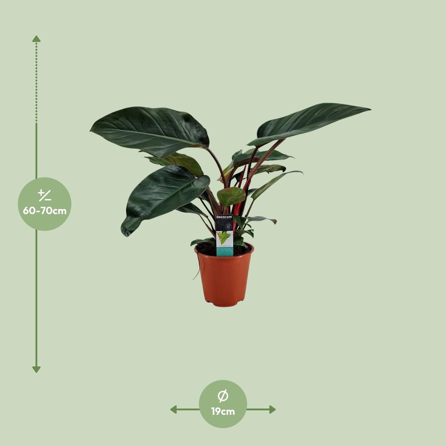 Philodendron Congo Rojo - Ø19cm - ↕65cm