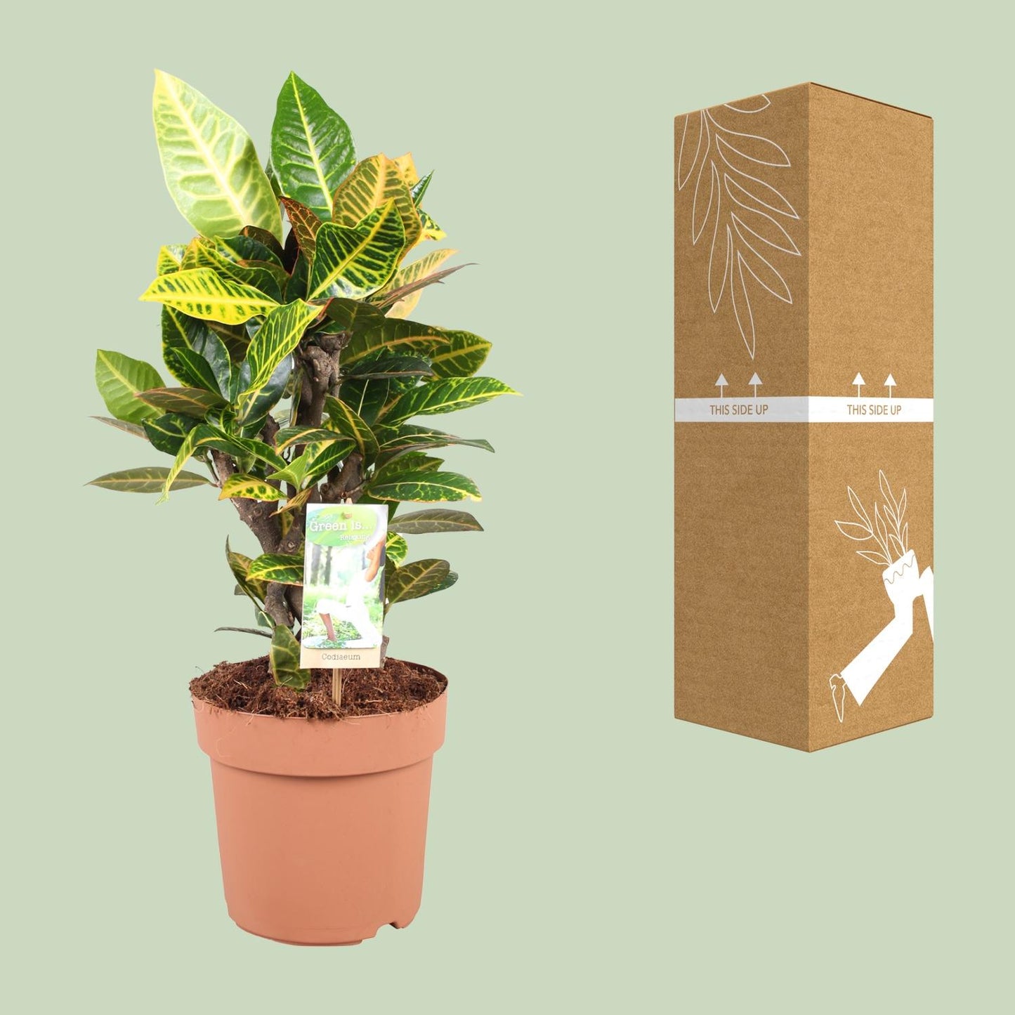 Codiaeum Petra - Ø21cm - ↕60cm