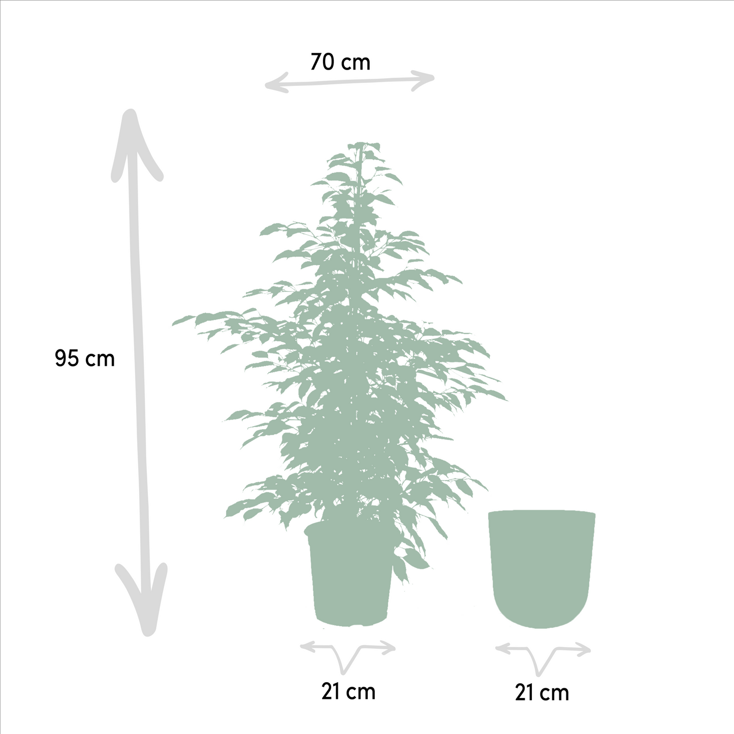 Ficus benjamina Twilight - Ø21cm - ↕95cm + Topf Mayk Gold