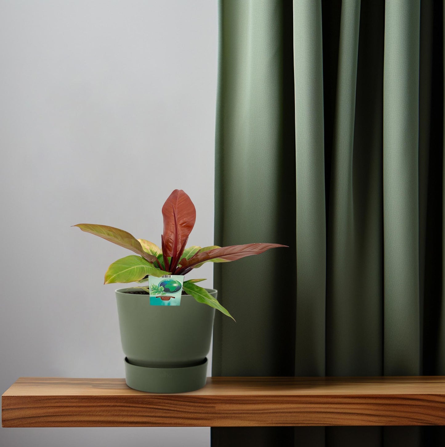 Philodendron Prince Of Orange - Ø19cm - ↕45cm