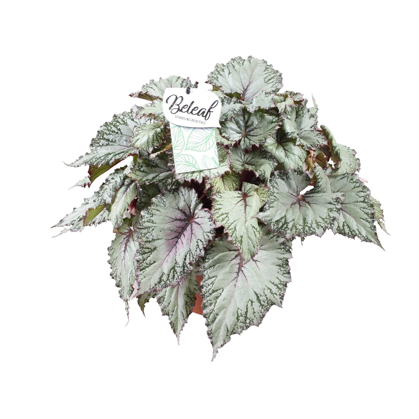 Begonia Beleaf Asian Tundra - Ø17cm - ↕32cm