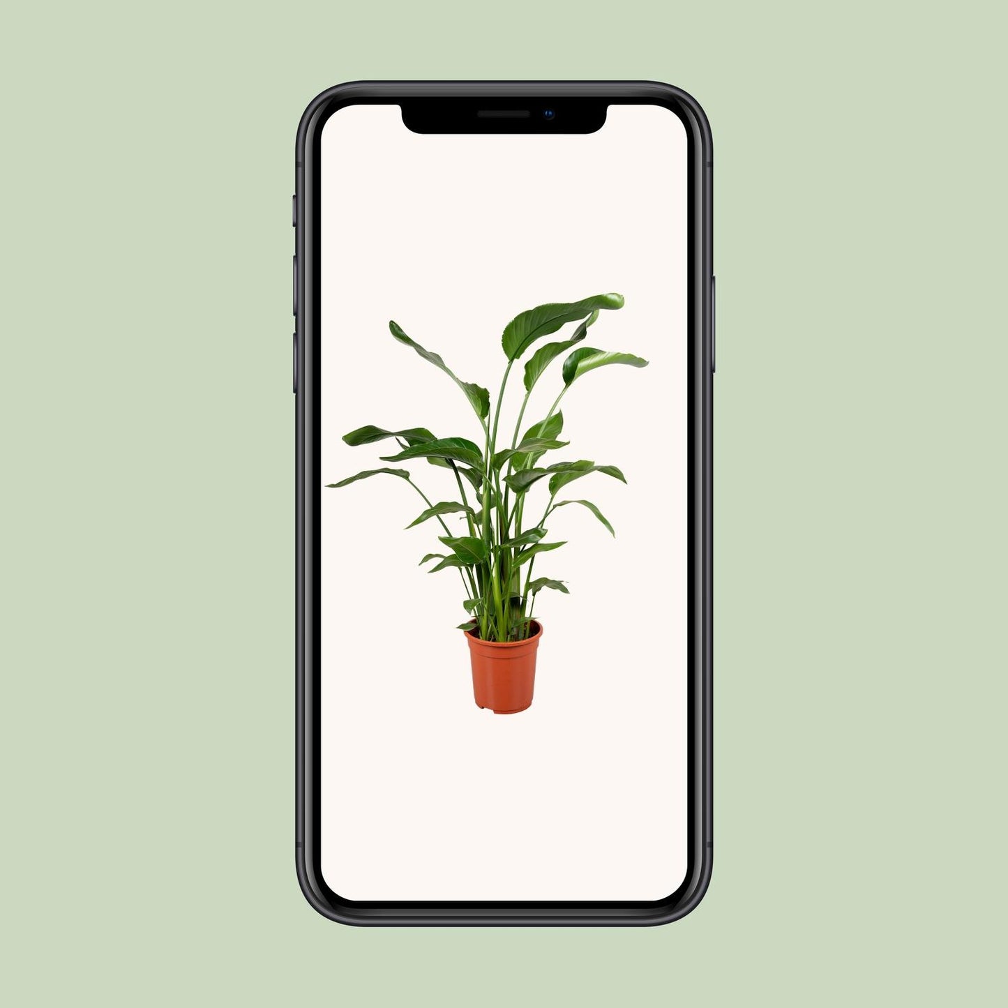 Strelitzia Nicolai 4 Stek 100-120cm - Ø21cm - ↕100cm