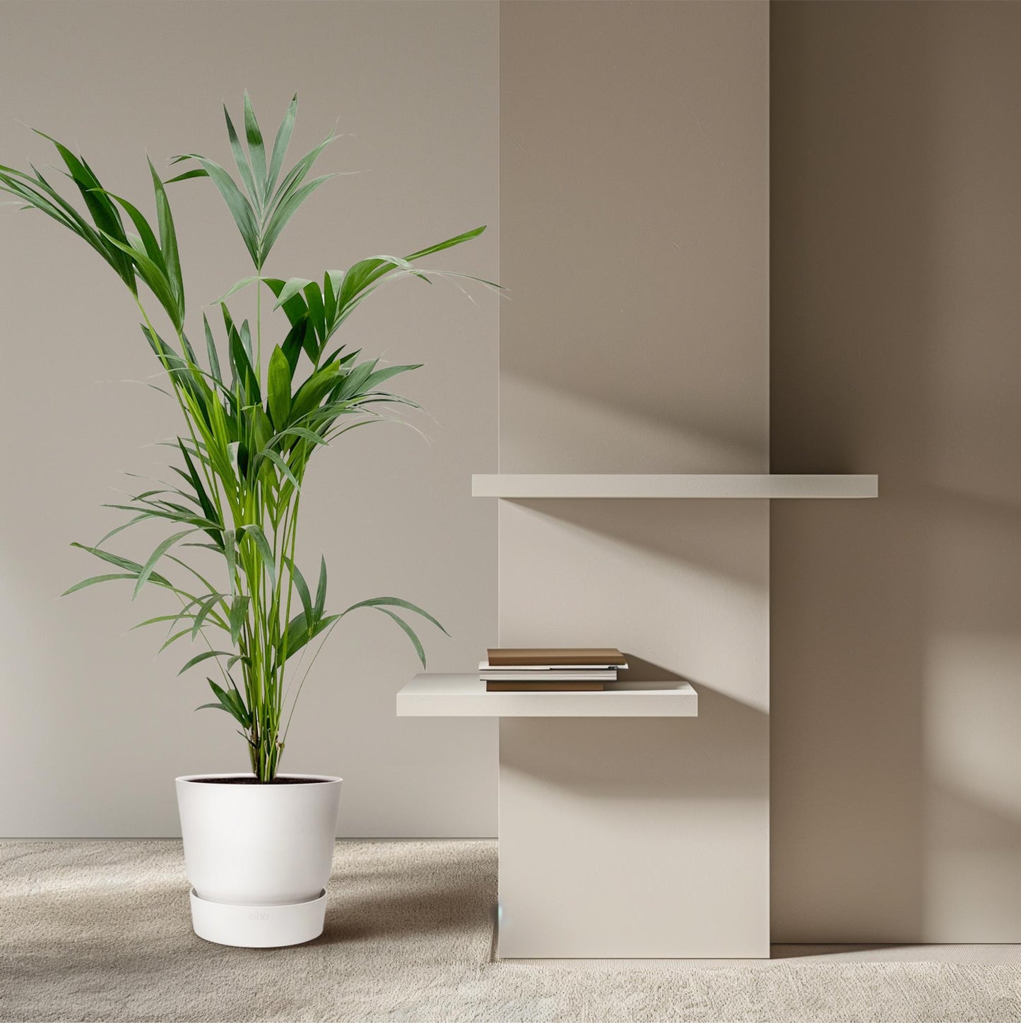 Kentia Palme 160 cm – Elegante, pflegeleichte Zimmerpflanze