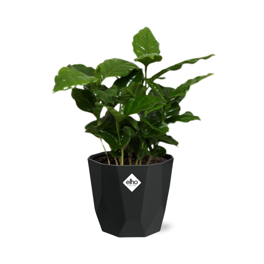 Coffea Arabica in 14cm b.for rock living black