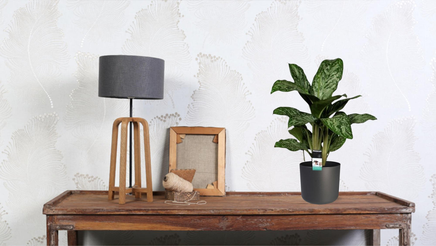 Aglaonema Greenlight (Decorum)