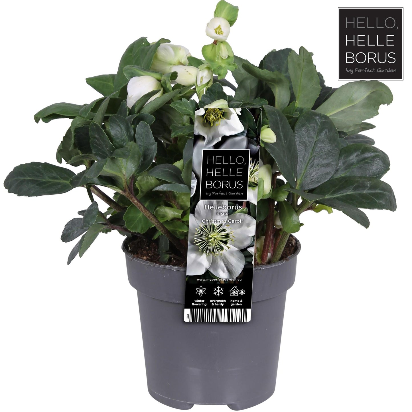 Helleborus Niger 'Christmas Carol' P12 (L) - Ø12cm - ↕25cm