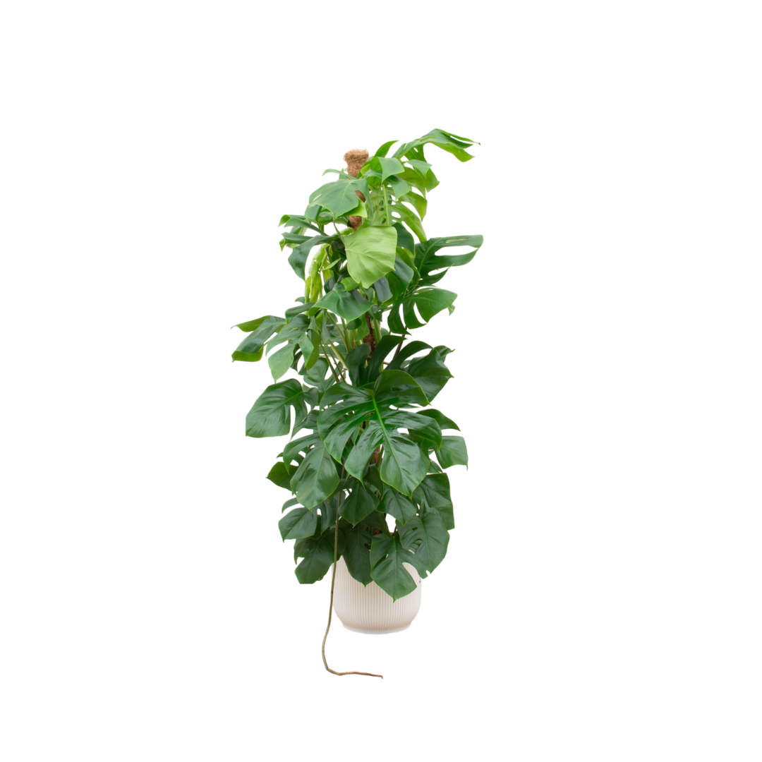 Monstera Fensterblatt XL mit Topf & Übertopf – Tropisches Highlight