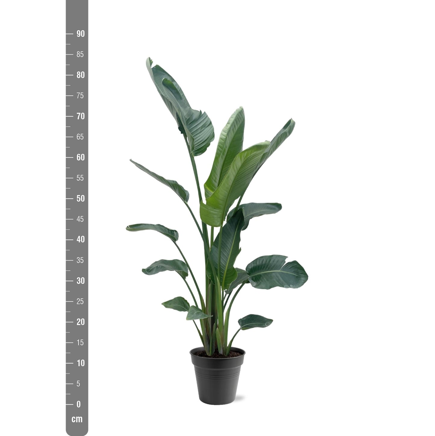 Paradiesvogelblume XXL – Weiße Strelitzie 210 cm