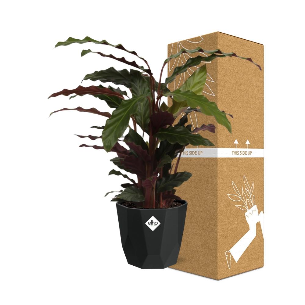 Calathea Rufibarba ‘Tropistar’ in 14cm b.for rock living black