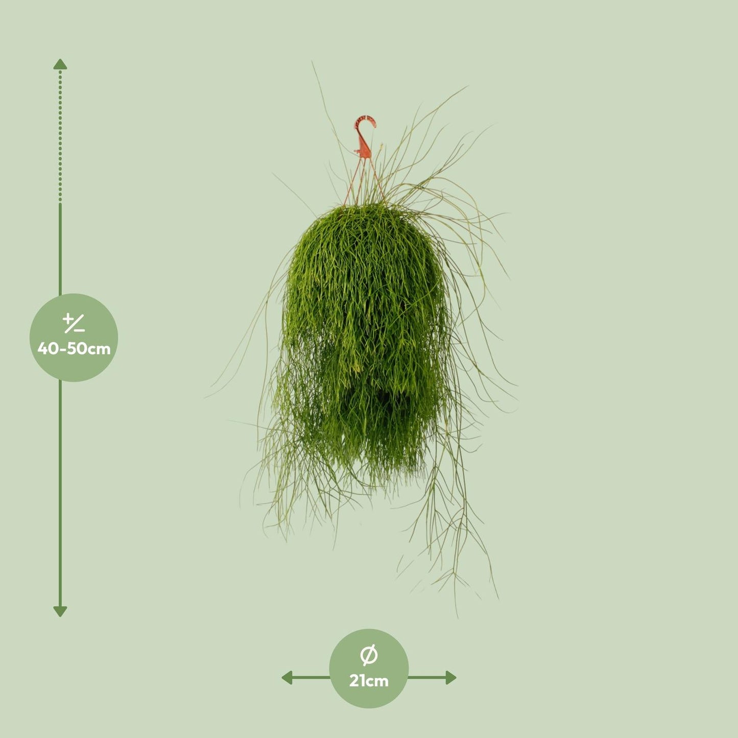Rhipsalis Cassutha - Ø21cm - ↕50cm