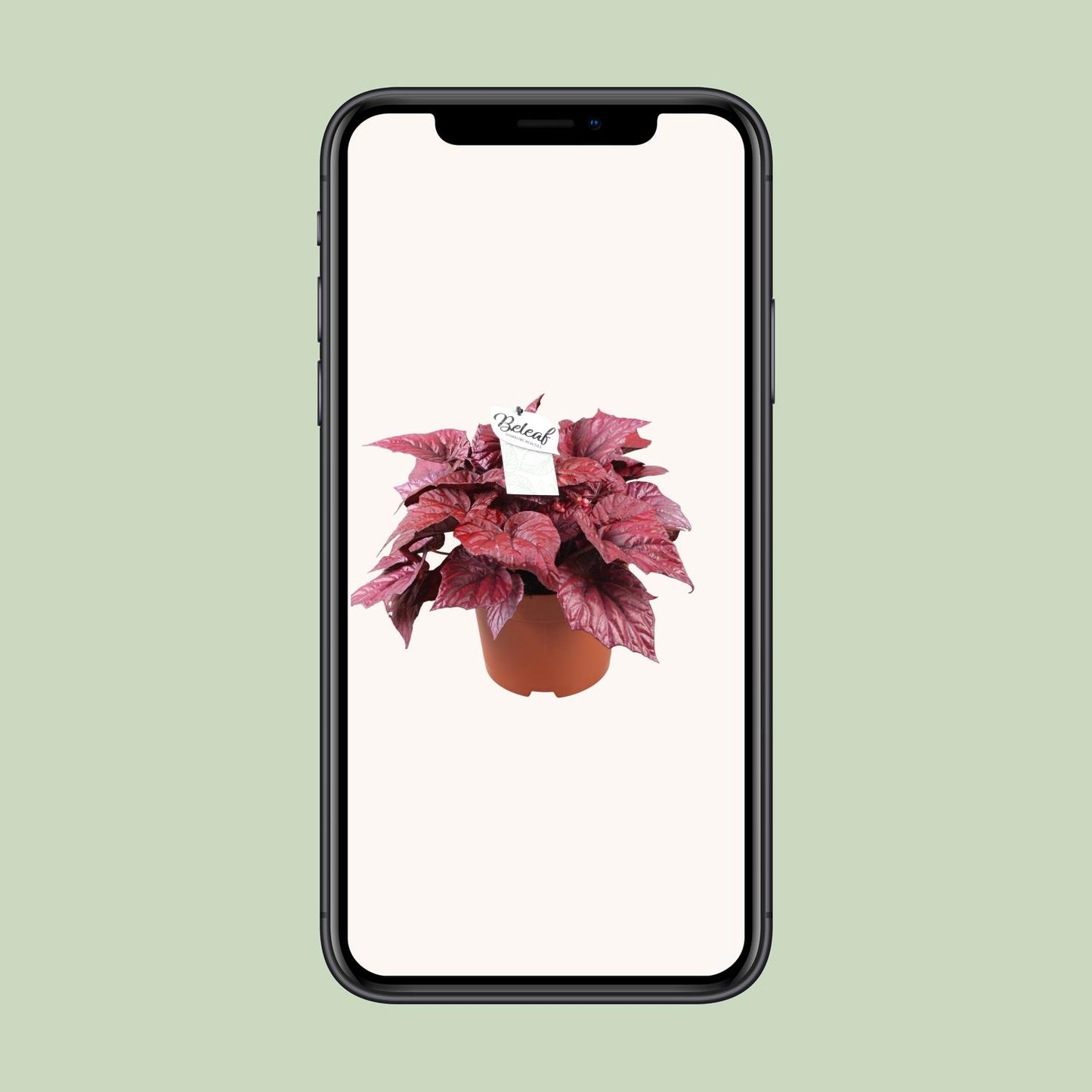 Begonia Beleaf Inca Flame - Ø17cm - ↕32cm