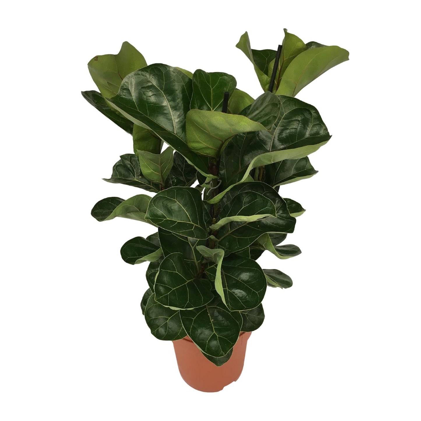 Ficus Lyrata - Ø21cm - ↕80cm