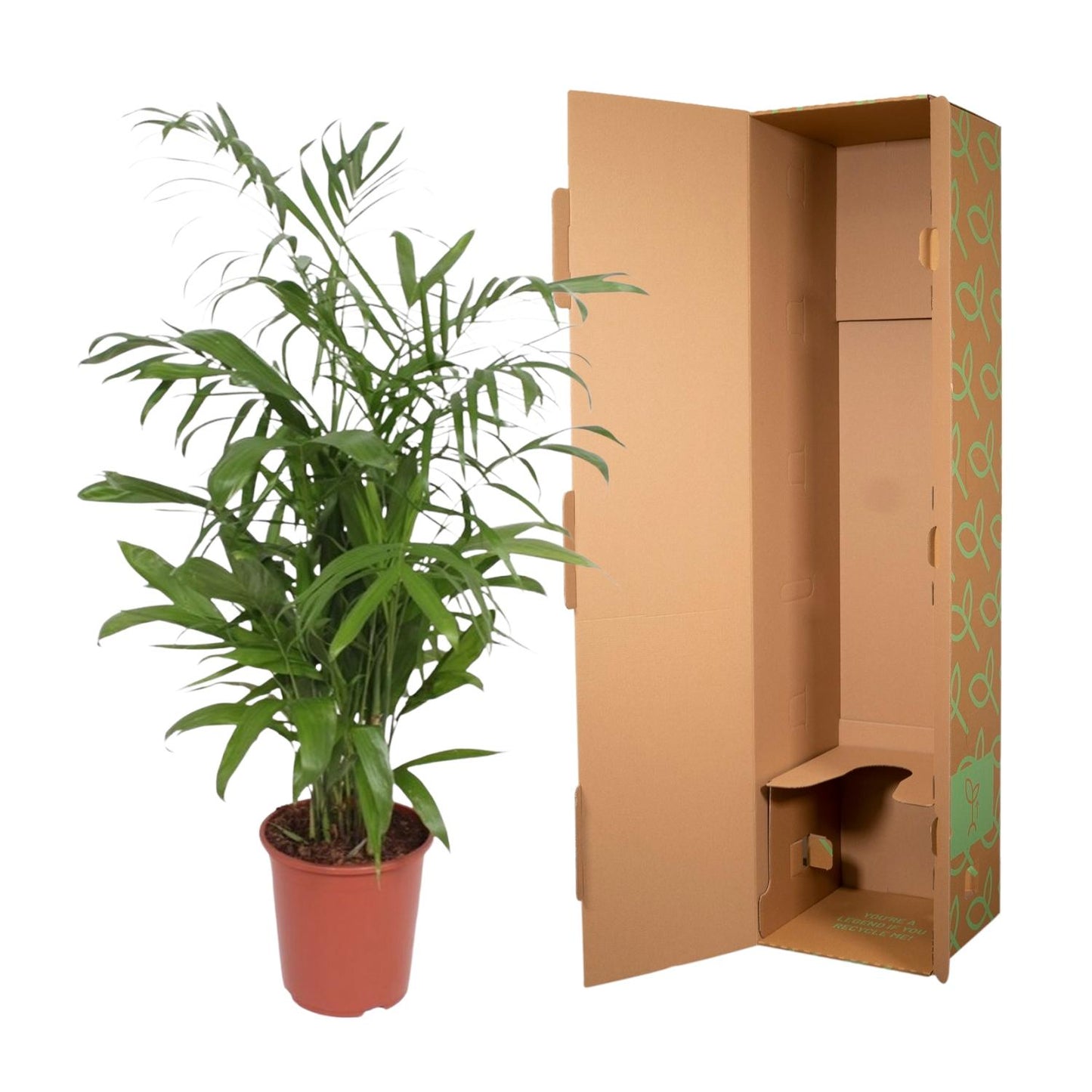 Bambuspalme Seifrizii – 140 cm tropisches Flair