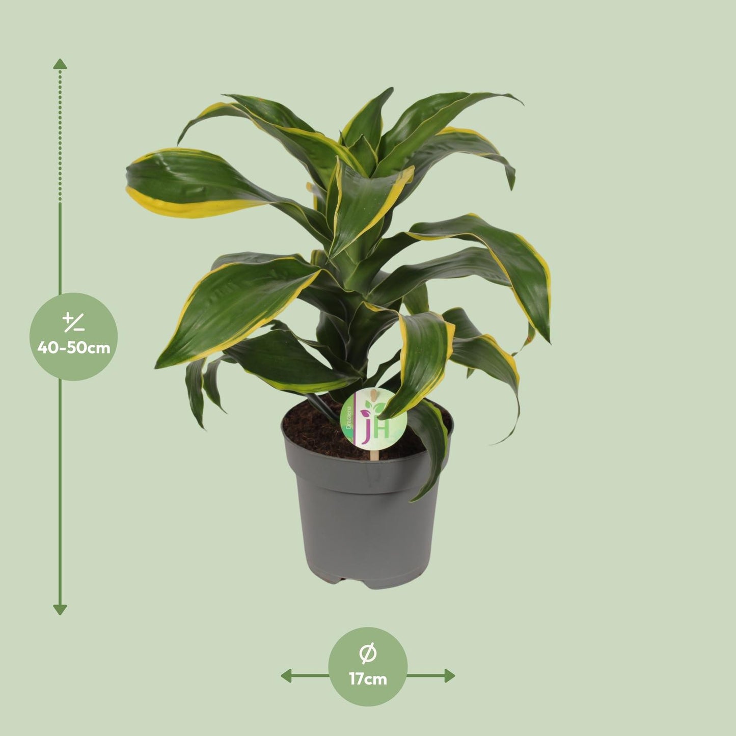Dracaena Fragrans Grune gelb - Ø17cm - ↕40cm