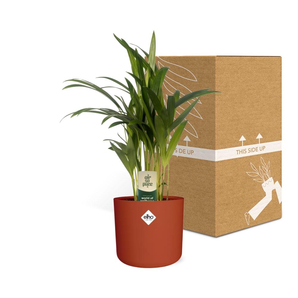 Dypsis Lutescens (Areca) 12cm (zonder Hoes) in ELHO b.for soft rond 14cm brique