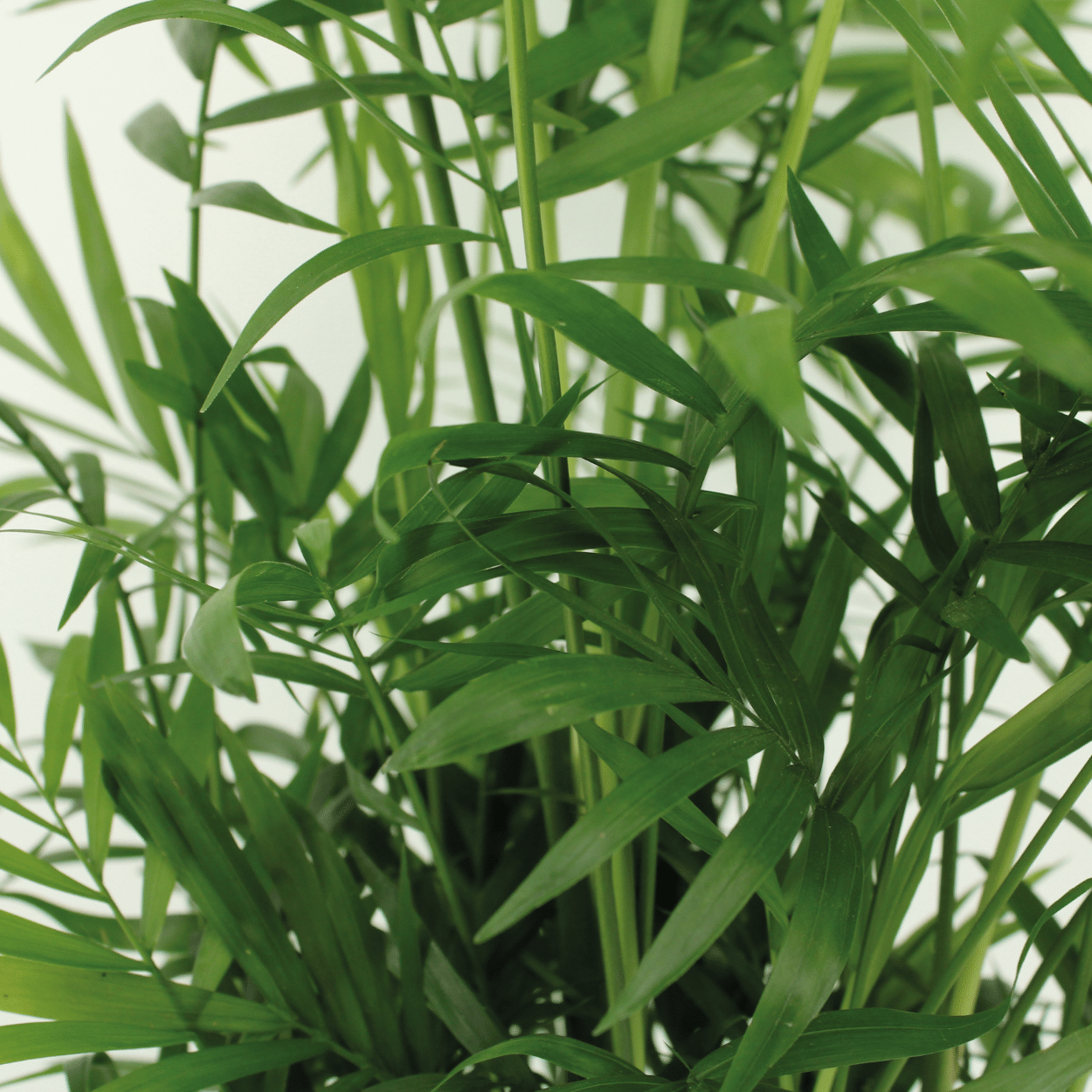 Chamaedorea Elegans (Mexikanische Bergpalme) - 2 Stücke - Ø17cm - ↕55cm