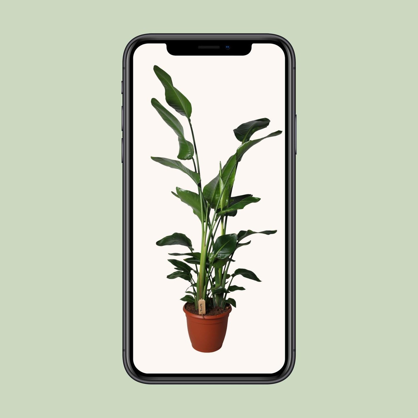 Strelitzia Nicolai - Ø36cm - ↕170cm