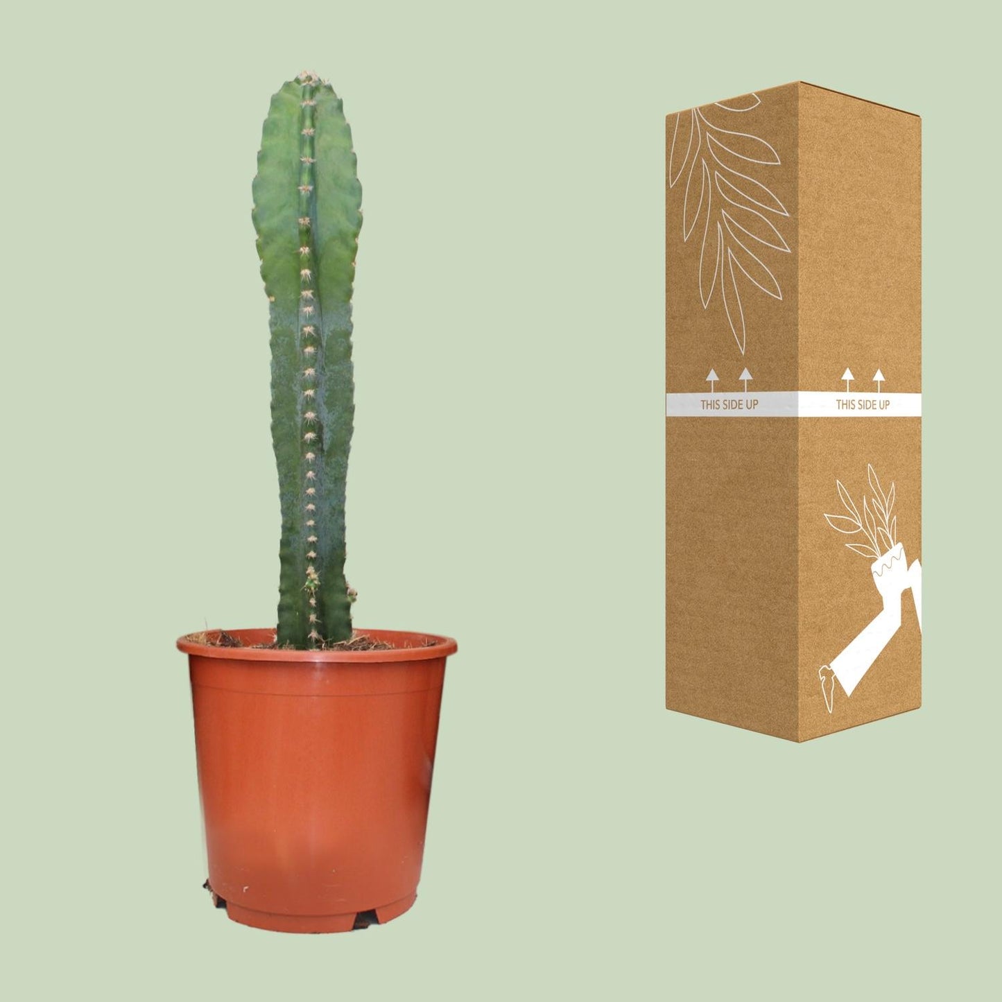 Cereus Peruvianus - Ø17cm - ↕55cm